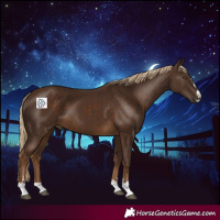 Horse Color:Chocolate Palomino 