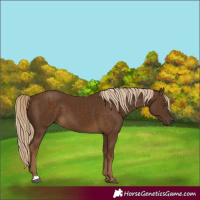Horse Color:Chocolate Palomino 