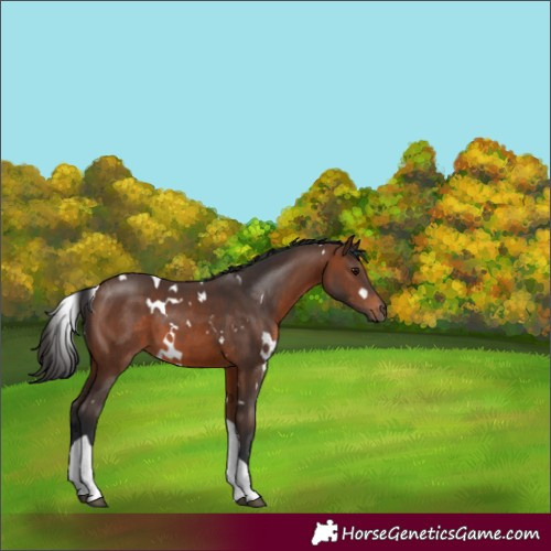 Horse Color:White Spotted Brown Tobiano 
