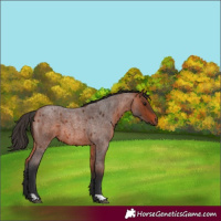 Horse Color:Bay Roan 