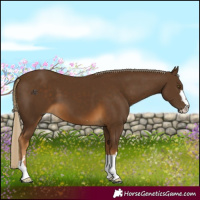 Horse Color:Chocolate Palomino 