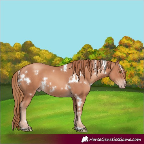 Horse Color:White Spotted Gold Champagne 