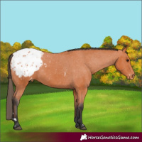 Horse Color:Bay Appaloosa 