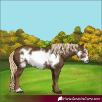 Horse Color:Chocolate Palomino Frame 