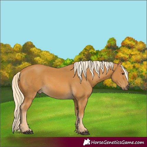 Horse Color:Palomino 