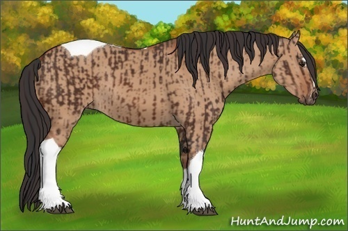 Horse Color:Brown Tobiano Rabicano and Bay Dun Sabino Tobiano Rabicano