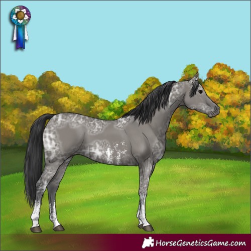 Horse Color:Grullo Ice Sabino Rabicano 