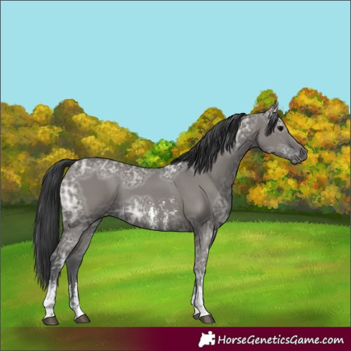 Horse Color:Grullo Ice Sabino Rabicano 