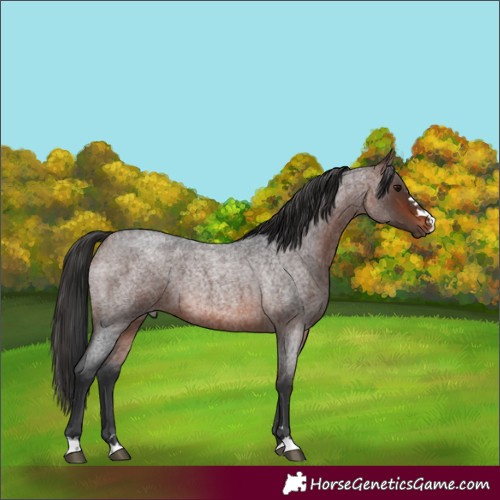 Horse Color:Brown Roan 