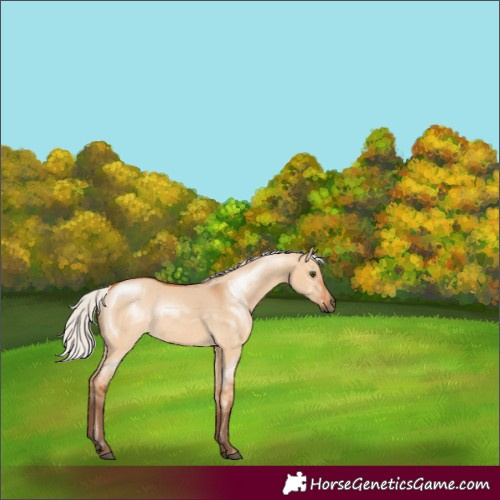Horse Color:Silver Bay Dun Rabicano 