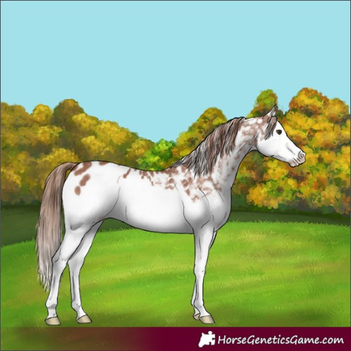 Horse Color:Chestnut Sabino Splash Blanket 
