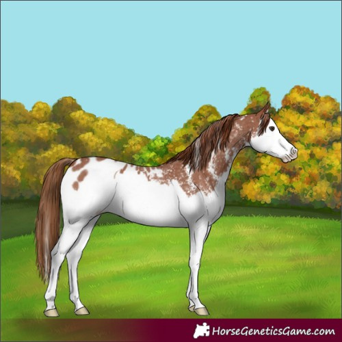 Horse Color:Chestnut Sabino Splash Appaloosa 
