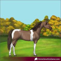 Horse Color:Liver Red Dun Tobiano Rabicano