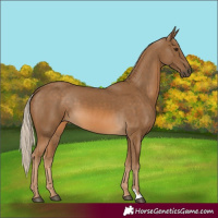 Horse Color:Chocolate Palomino 