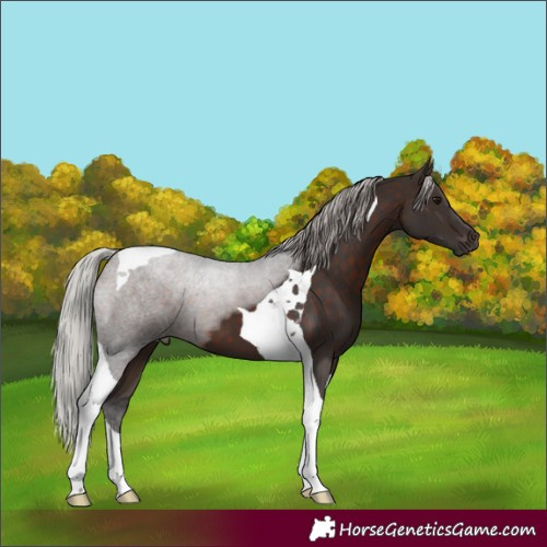 Horse Color:Silver Brown Tobiano 