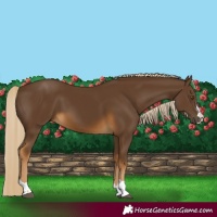 Horse Color:Chocolate Palomino 