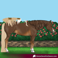 Horse Color:Chocolate Palomino 