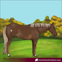 Horse Color:Chocolate Palomino 