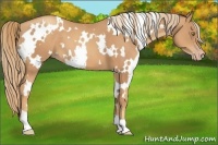 Horse Color:White Spotted Gold Champagne 