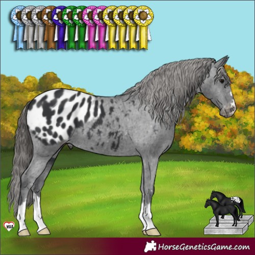 Horse Color:Black Appaloosa 