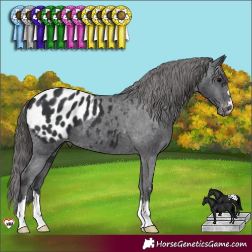 Horse Color:Black Appaloosa 