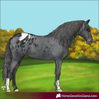 Horse Color:Black Appaloosa