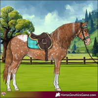 Horse Color:Chestnut Appaloosa
