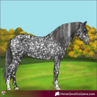 Horse Color:Black Appaloosa Rabicano