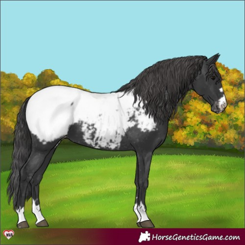 Horse Color:Black Appaloosa 