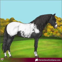 Horse Color:Black Near Fewspot 