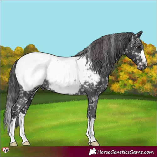 Horse Color:Black Appaloosa Rabicano 