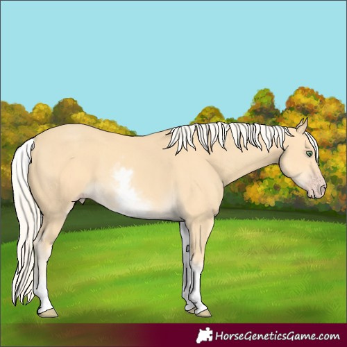 Horse Color:White Spotted Gold Cream Champagne 
