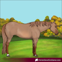 Horse Color:Red Dun Rabicano 