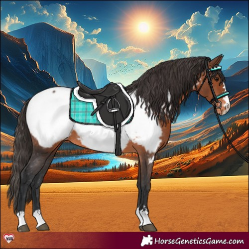 Horse Color:Brown Appaloosa Rabicano