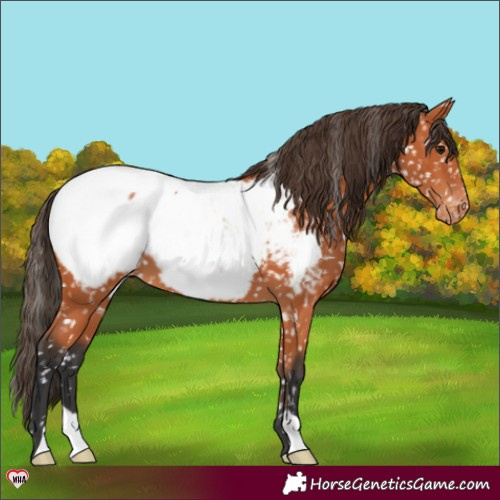 Horse Color:Bay Appaloosa 