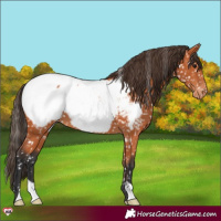 Horse Color:Bay Snowcap 