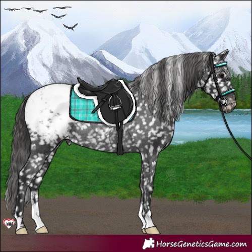 Horse Color:Black Appaloosa Rabicano 