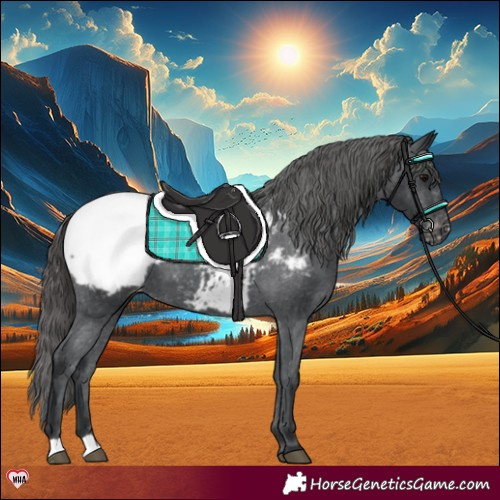 Horse Color:Black Appaloosa 