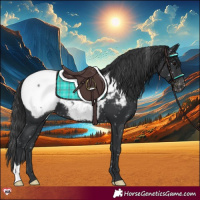 Horse Color:Black Appaloosa 