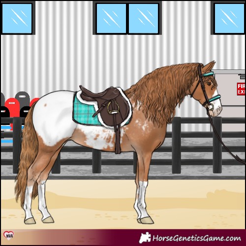 Horse Color:Chestnut Appaloosa