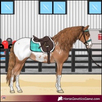 Horse Color:Chestnut Snowcap 