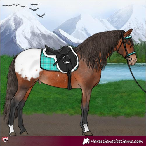 Horse Color:Bay Appaloosa Rabicano 