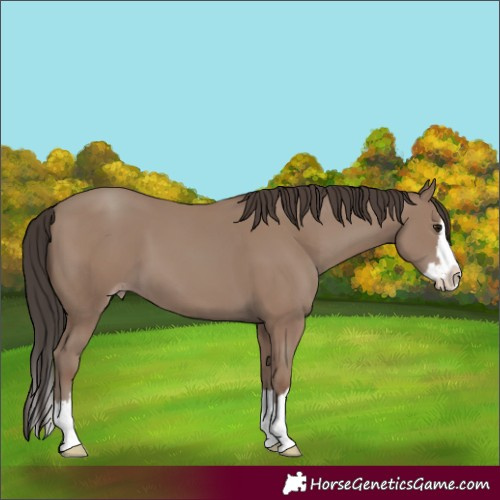 Horse Color:Classic Champagne Splash 