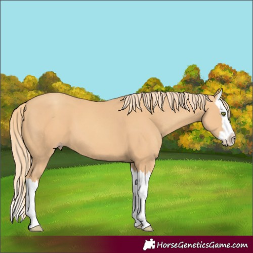 Horse Color:Gold Champagne Splash 