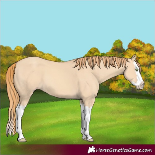 Horse Color:Gold Champagne Dun Splash