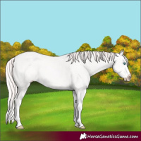 Horse Color:Perlino Splash 