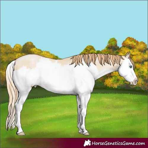 Horse Color:Smoky Grullo Pearl Splash 