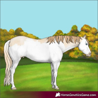 Horse Color:Smoky Grullo Pearl Splash 