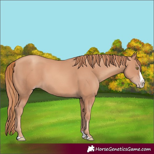 Horse Color:Gold Champagne Splash