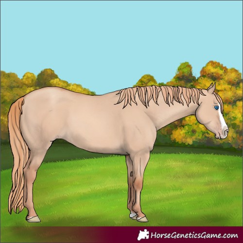 Horse Color:Gold Champagne Dun Splash 